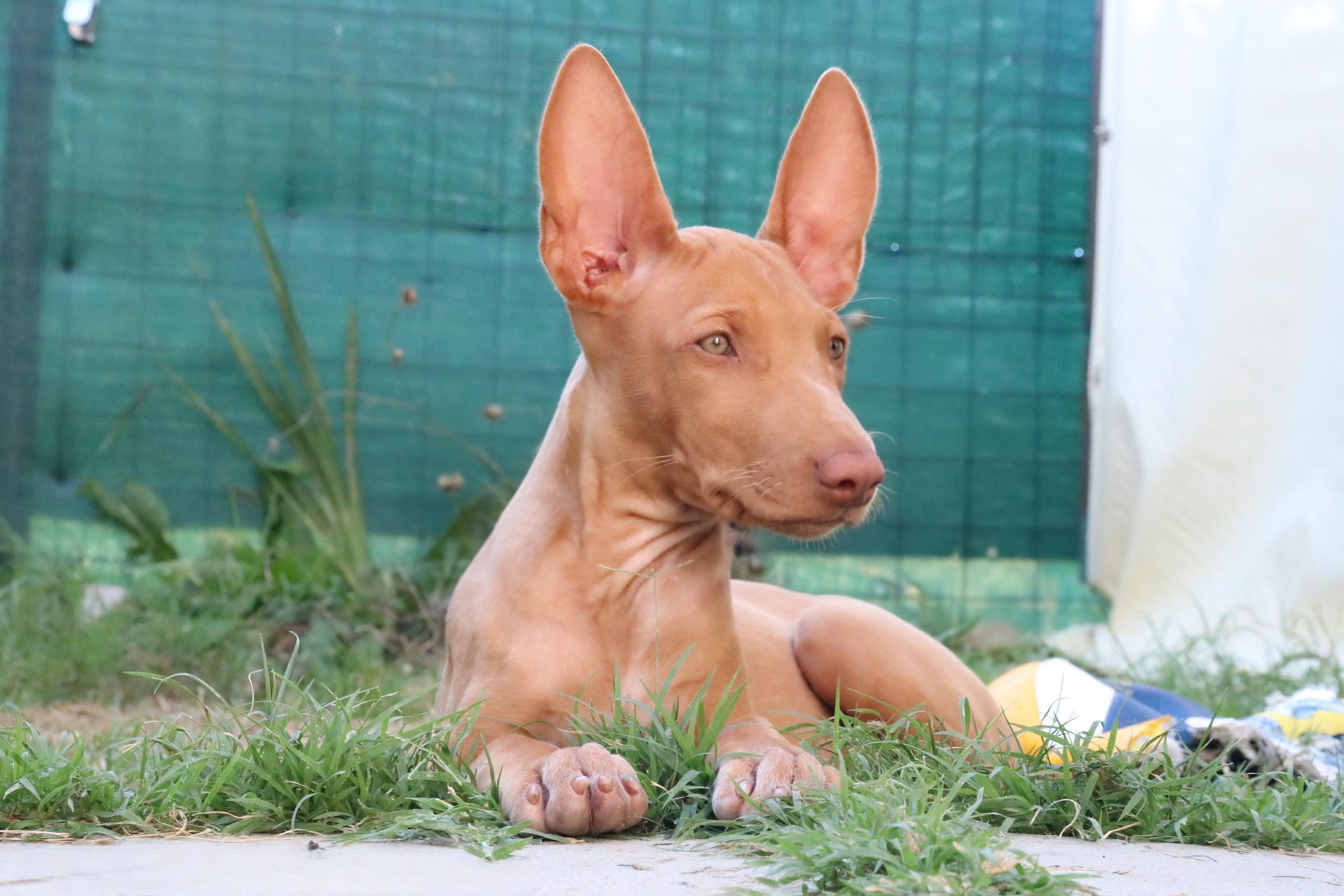 Affectionate from PhaSta Domum – Bela – PhaSta Domum Pharaoh Hound